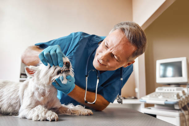 Best 24-Hour Emergency Dentist in Holiday Heights, NJ